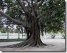Valencia---oude-boom